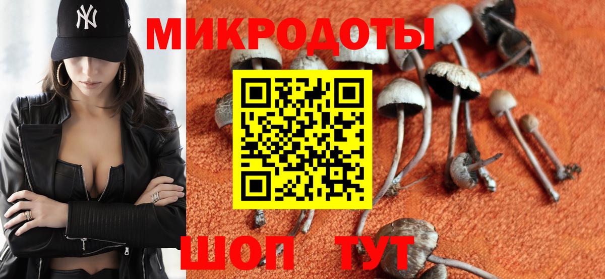 Псилоцибиновые грибы Cubensis Дербент
